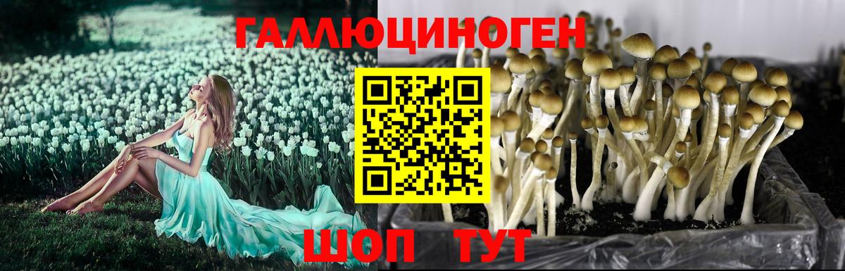 Галлюциногенные грибы Psilocybe  Галлюциногенные грибы Cubensis  Вход с VPN  Грязи 